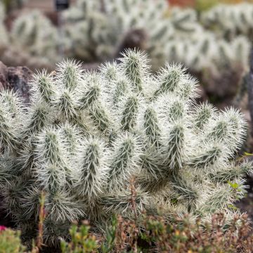 Cylindropuntia ou Opuntia tunicata 