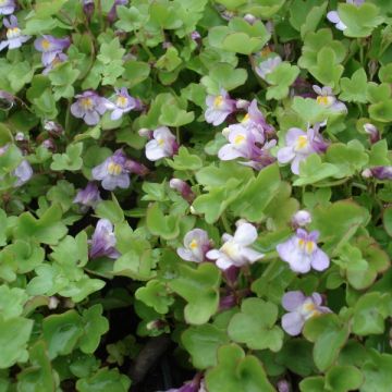 Cymbalaria muralis 