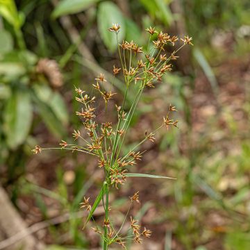 Cyperus longus - Souchet odorant