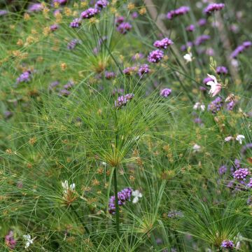 Cyperus papyrus Akhenaton