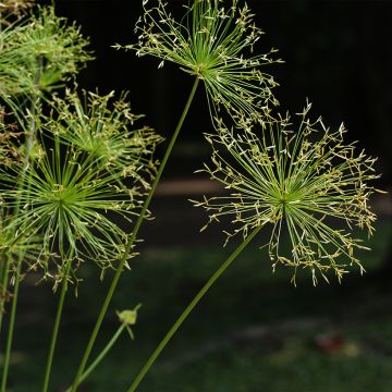 Cyperus prolifer