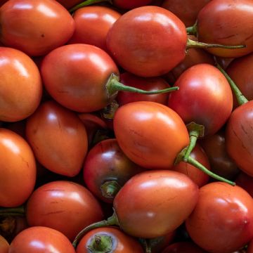 Cyphomandra betacea Red - Tamarillo