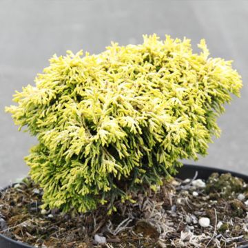 Chamaecyparis obtusa Butterball - Hinoki Cypress