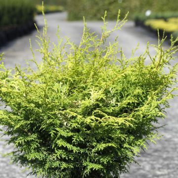 Chamaecyparis obtusa Lucas - Hinoki Cypress