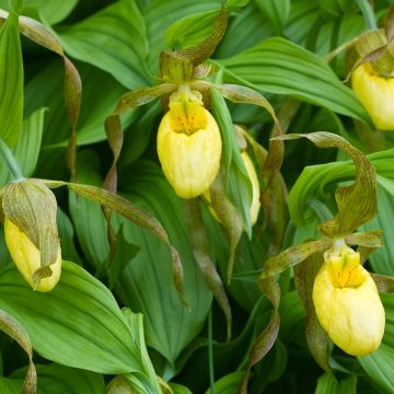 Cypripedium Kristi Lyn gx