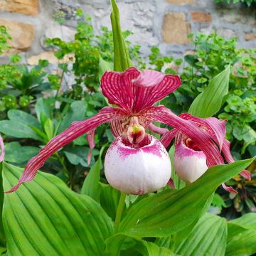 Cypripedium Lucy Pinkepank gx