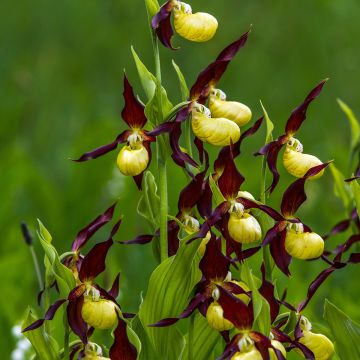 Cypripedium calceolus - Sabot de Venus