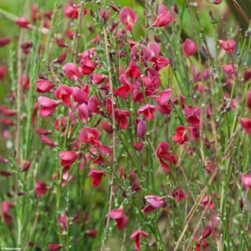 Cytisus scoparius Ruby