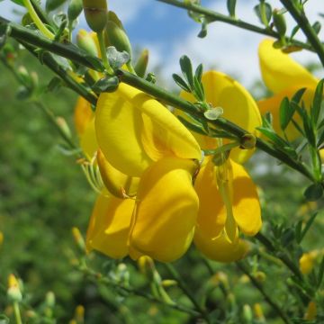 Cytisus scoparius Golden Sunlight