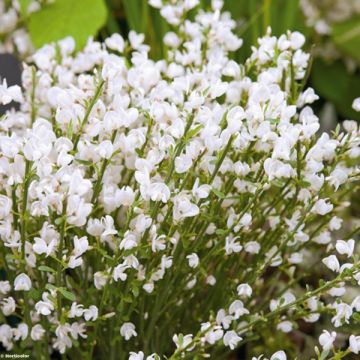 Cytisus praecox  Albus