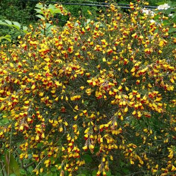 Cytisus scoparius Andreanus