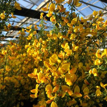 Cytisus scoparius Apricot Gem