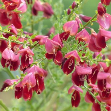 Cytisus scoparius Burkwoodii