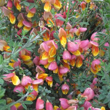 Cytisus scoparius La Coquette