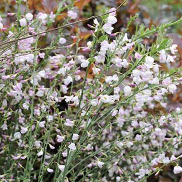 Cytisus scoparius Moyclare Pink