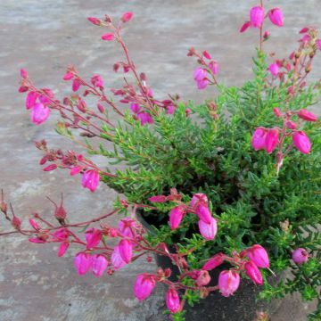 Daboecia cantabrica Cupido - Irish Heath