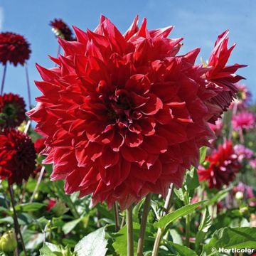 Dahlia Red Nose