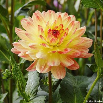 Dahlia Paso Doble