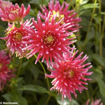 Dahlia Pianella