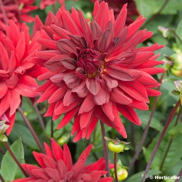 Dahlia King René