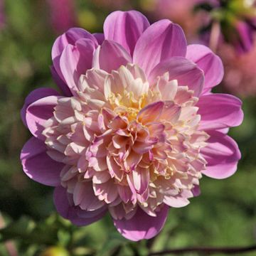 Dahlia Anemone Take Off