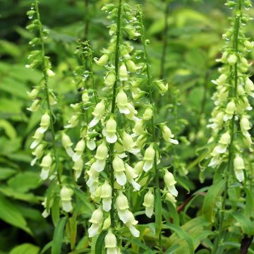 Digitalis laevigata Alba - Foxglove