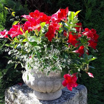 Dipladenia Diamantina Jade Red - Rocktrumpet