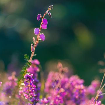 Daboecia cantabrica - Irish Heath