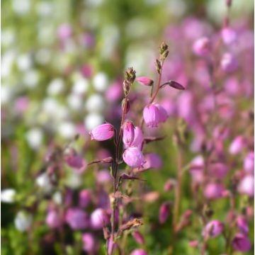 Daboecia cantabrica Globosa Pink - Irish Heath