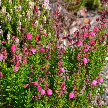 Daboecia cantabrica Waleys Red - Irish Heath