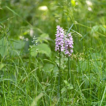 Dactylorhiza Estella - Frog Orchid