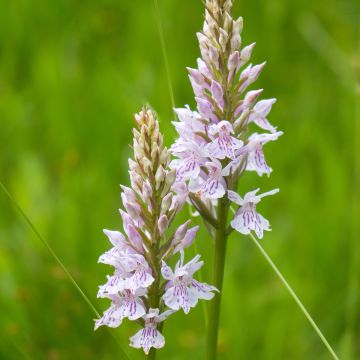 Dactylorhiza fuchsii - Orchis de Fuchs