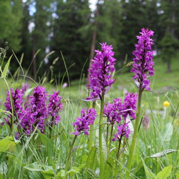 Dactylorhiza majalis, Orchis