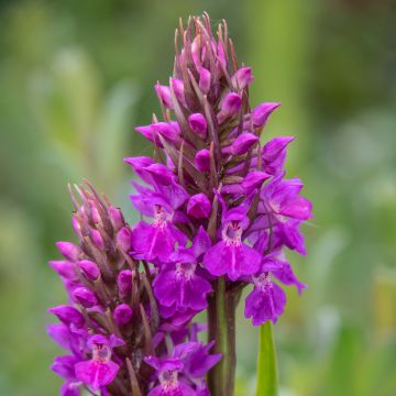 Dactylorhiza praetermissa - Orchis négligé