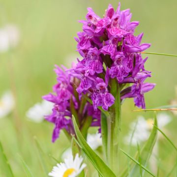 Dactylorhiza purpurella - Marsh Orchid