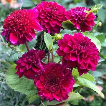 Dahlia Purple Bouquet