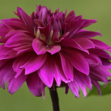 Dahlia Alvas Regalia