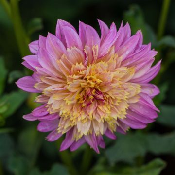 Dahlia Garden Show