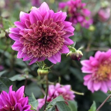 Dahlia Mambo