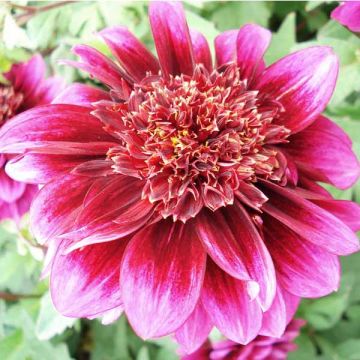 Dahlia Purple Puff