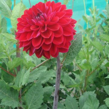 Dahlia Anne Cornelia