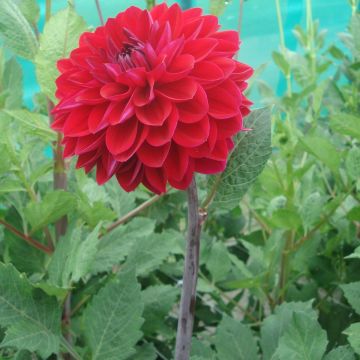 Dahlia Anne Cornelia