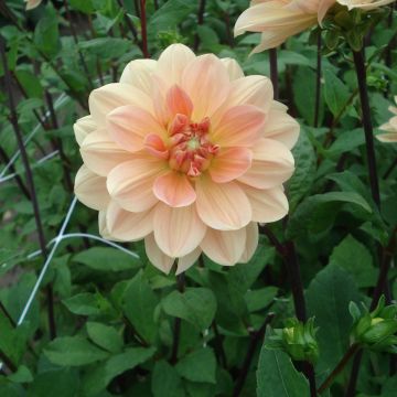 Dahlia Apricot Desire