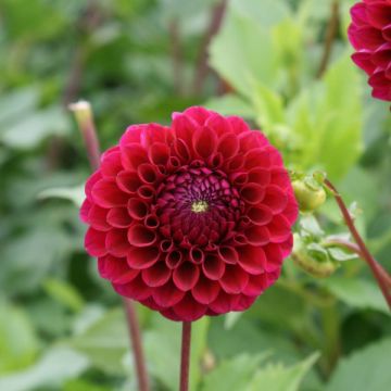 Dahlia Babette