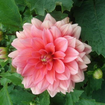 Dahlia Berliner Kleene