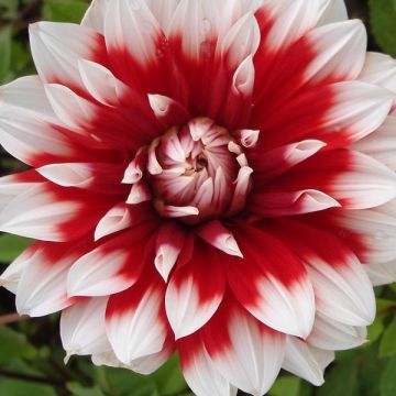 Dahlia Blith Spirit