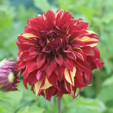 Dahlia Bohemian Spartacus