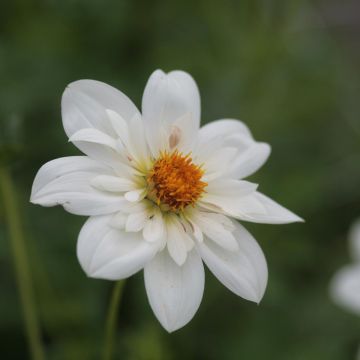 Dahlia Bride's Bouquet