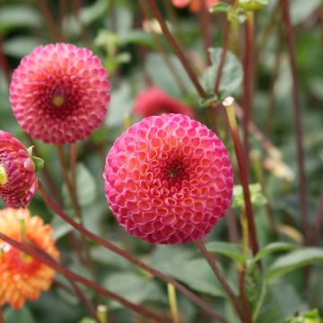 Dahlia Pompom Burlesca