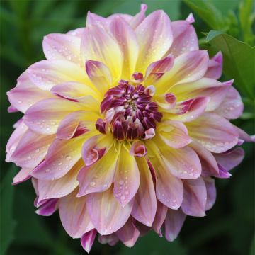 Dahlia Caribbean Fantasy